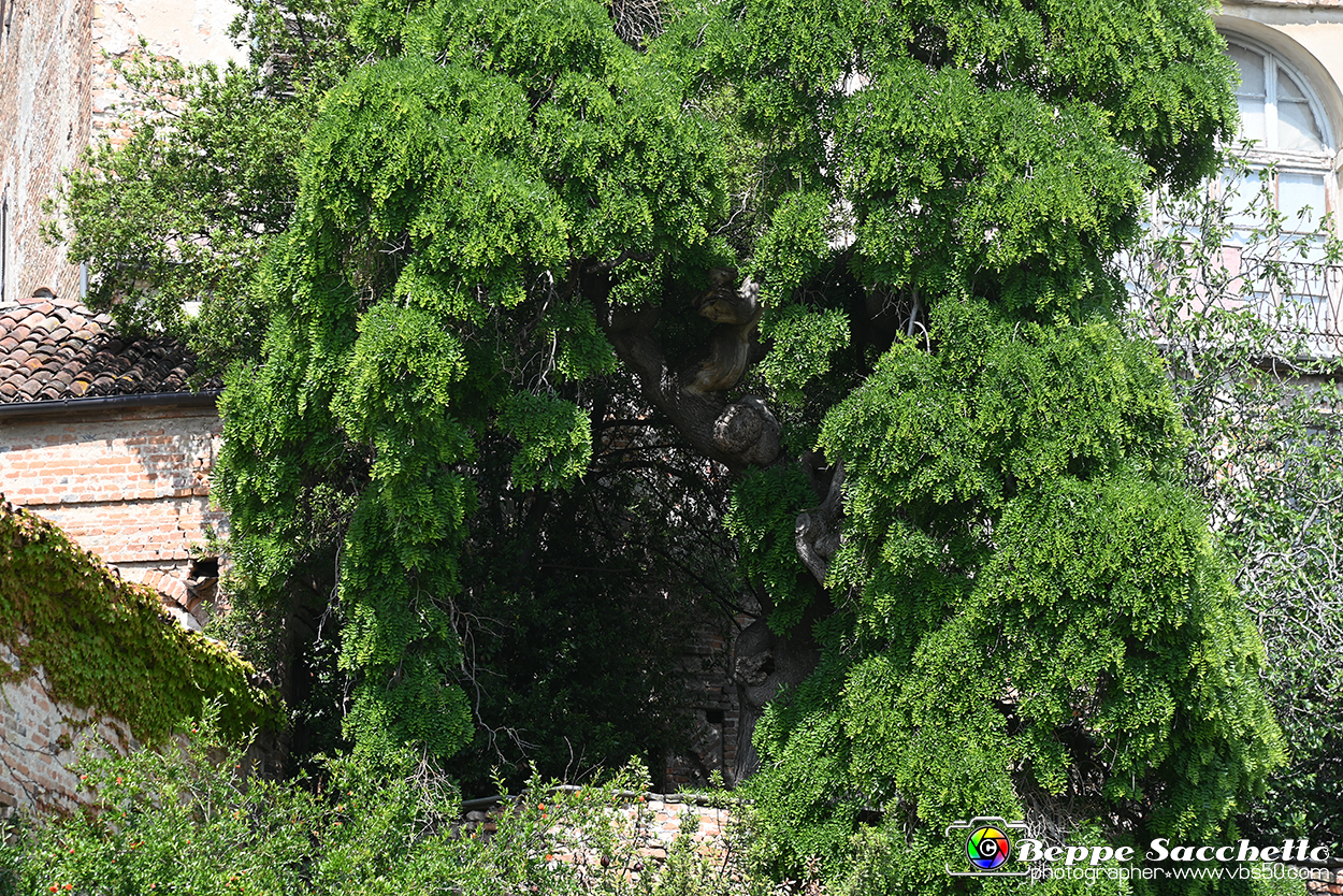 VBS_4472 - Castellinaldo d'Alba.jpg